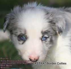 Blue Merle, Medium coated border collie puppy, border collie puppy
